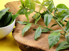 Fácil de cultivar, folha rica em ferro e cálcio que fortalece ossos e músculos cresce sem esforço no quintal ou em vasos