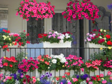 Uma varanda florida pode mudar o seu dia: o que a ciência diz sobre cultivar flores em casa você descobre no TudoGostoso