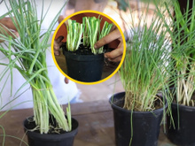 Horta em casa: aqui estão todas as dicas para você criar mudas e cultivar a cebolinha em vaso