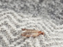 Diego Fernández, engenheiro químico: “Para repelir traças, misture 60 ml de água com 30 ml de álcool”