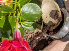 Murilo Soares, engenheiro florestal: "É muito errado colocar a borra do café diretamente nos vasos"