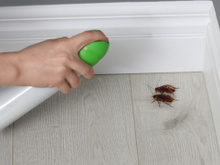 Diga adeus às baratas: esse tempero que todo mundo tem na cozinha acaba com as baratas em minutos, tá testado e aprovado!