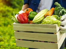 Não é o alface, muito menos o tomate: esse vegetal de baixo teor calórico cresce rápido e é ótimo de plantar em casa