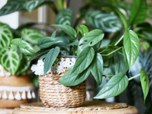 Vai viajar? Veja como manter a umidade das plantas por mais de 10 dias, é possível!