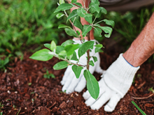 Trabalho no TudoGostoso há 4 anos e estas são as melhores dicas de jardinagem que aprendi nesse tempo