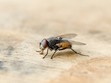 9 dicas caseiras para se livrar das moscas em casa sem precisar recorrer a produtos químicos