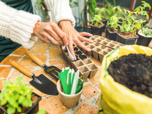 Plante hoje para colher no verão: 7 sementes de crescimento rápido e perfeitas para o clima atual, segundo o Instituto Nacional de Tecnologia Agropecuária