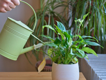 Nem precisa de sol: 7 plantas de sombra perfeitas para ter dentro de casa