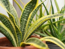 Espada-de-São-Jorge sempre limpa e brilhosa sem esforço: TudoGostoso mostra truque caseiro supersimples para limpar a planta