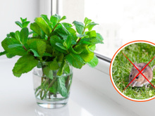 A planta que vai espantar os ratos da sua casa de um jeito cheiroso: plante em vasos e coloque nas entradas, janelas e áreas por onde essa praga possa passar