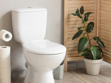 Eu colocava plantas em toda casa, até que aprendi que nunca devo colocar nesses 3 lugares e aqui estão os motivos