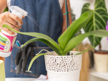 O ingrediente simples que faz a sua orquídea explodir: é uma especiaria muito comum de ter em casa e faz o milagre que as nossas plantas precisam