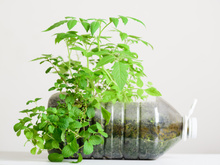 É muito fácil plantar hortelã em casa: aprenda como cultivar em uma garrafa pet e tenha sempre essa folha que garante aroma fresco e sabor marcante às receitas