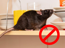 Nunca mais tive problemas com ratos na minha casa depois que passei a afastá-los assim, sem venenos!