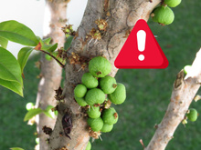 Pouca gente sabe: fruta mais rara do Brasil é rica em vitaminas, mas pode entrar em extinção a qualquer momento