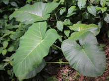 Você sabe o que são PANCs? Entenda tudo sobre as plantas alimentícias não convencionais e como consumir