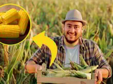 Meu pai é fazendeiro de milho, aqui está o segredo do melhor milho que você vai comer na vida (e só precisa de 2 ingredientes!)