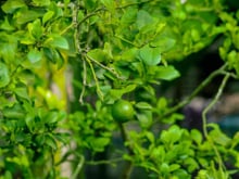 Dicas para o cultivo de limão: seu limoeiro não está dando frutos? Adicione estes 3 itens ao vaso para uma colheita abundante