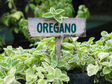 Confira os benefícios do orégano para a saúde