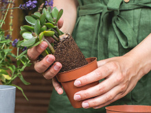 Árvore do dinheiro: por que essa planta é um ótimo presente para um open house ou até um aniversário