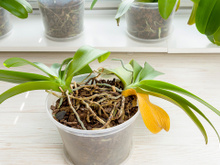 UTI de orquídeas: como salvar plantas com flores secas, folhas queimadas ou manchadas e quase sem raízes