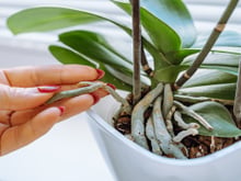 Álvaro Pedrera, especialista em plantas: "Se as pontas das folhas das suas plantas estiverem marrons e secas, não é um problema de rega."