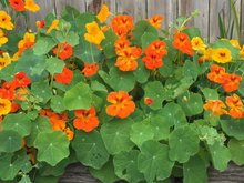 Flor que você pode comer, capuchinha faz bem para a saúde e tem sabor picante: veja benefícios e como consumir