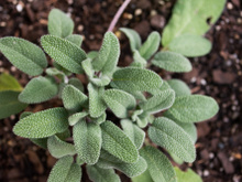 Sálvia, como e onde usar