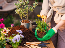 Essas são as 11 plantas que dão flores: nada de esperar até a primavera todos os anos para o jardim ficar colorido por mais tempo