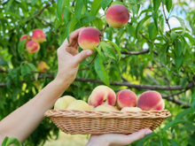 Com atenção aos detalhes, qualquer pessoa pode transformar um simples caroço de pêssego em uma árvore frutífera: aqui está o passo a passo para plantar um pessegueiro em casa