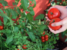 Se você cultiva tomates em casa, precisa conhecer estes 7 truques do TudoGostoso para fortalecer as plantas