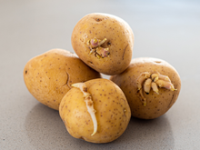 Você provavelmente está guardando batatas no lugar errado, mas o TudoGostoso pode te ajudar: chefs recomendam alho por perto e cebola bem longe