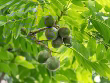 A fruta comum no Brasil que fortalece a saúde do intestino e reduz inflamações