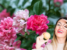 Usar batata para plantar roseira: truque viraliza, mas será que realmente funciona?