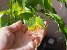 O truque que sempre dá certo para salvar plantas com as pontas das folhas ficando marrons