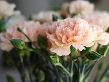 Como plantar cravo em casa: 5 passos importantes para cultivar a planta e garantir flores bonitas e cheirosas