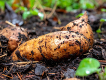 Nem todo mundo sabe, mas esse tubérculo é o alimento simples que pode melhorar foco, digestão e saúde muscular