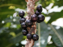 A casca dessa fruta roxa age de forma semelhante ao Ozempic: 5 gramas por dia podem melhorar níveis de inflamação e de glicose no sangue, aponta novo promissor estudo