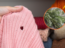 Traças em casa? Essas 3 plantas são ideais para afastá-las e acabar com o problema