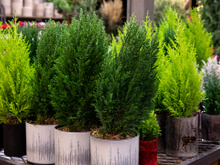 Melhor que árvore de Natal: essa é a planta que você precisa ter em casa em dezembro para decorar e perfumar o seu lar