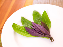 Planta que quase ninguém conhece é um potente anti-inflamatório, acelera a cicatrização e acaba com a tosse persistente: descubra os beneficios da tanchagem