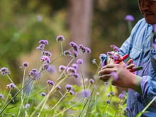 Jardineiros experientes adoram essas plantas: elas não precisam de água, mas florescem muito
