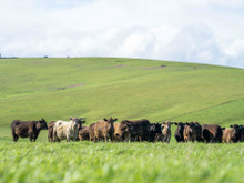 Vida no campo: fazendeiro aposentado cultiva em terras que, segundo ele, “nunca deveriam ter tido animais” e faz algo impressionante