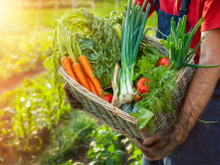 Aproveite até o talo dos legumes e verduras em receitas surpreendentes, nutritivas e econômicas