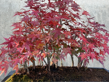 A árvore que floresce em tons diferentes durante o ano todo e cresce até em varandas pequenas: linda em todas as estações