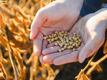 O que essa família percebeu no campo antes da ciência pode mudar a forma como a soja é produzida hoje