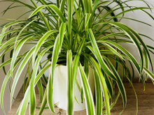 A planta com nome de animal que deixa o ar da sua casa mais limpo e não precisa de sol direto para crescer