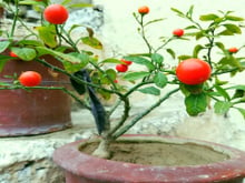 Como plantar tomate em vaso e colher frutos mesmo tendo pouco espaço em casa