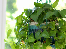 Jardineiros concordam: esse é o melhor jeito de podar a jiboia para ela crescer cheia, saudável e sem caules finos