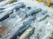 Peixes de água salgada X peixes de água doce: qual é o mais saudável?